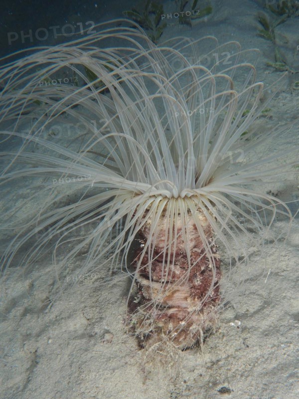 Tube-dwelling anemone