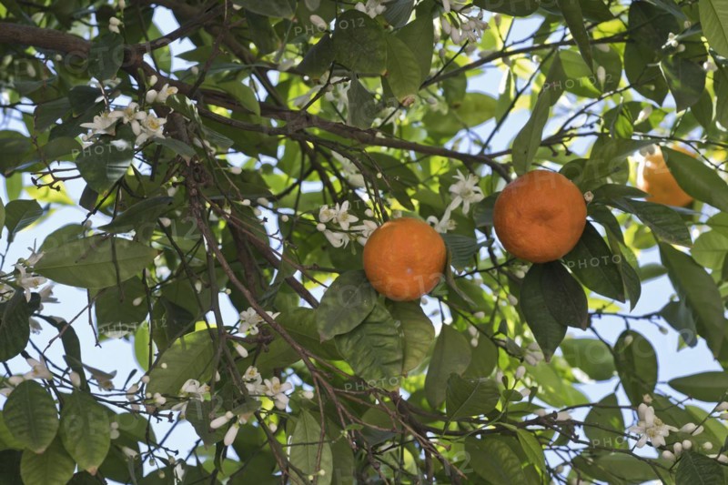 Bitter orange