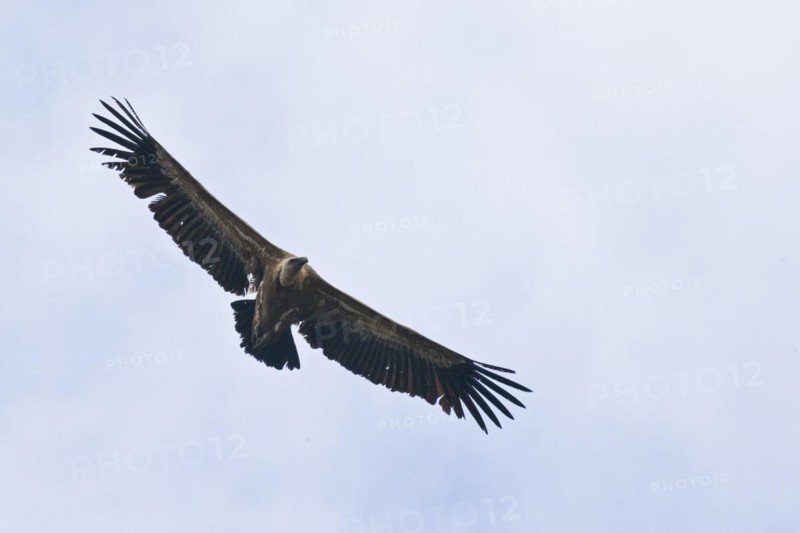 Griffon Vulture
