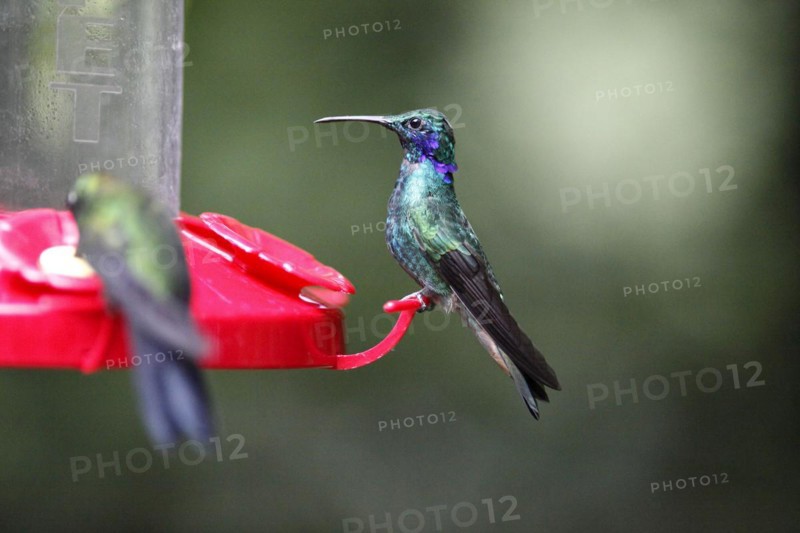 Hummingbird