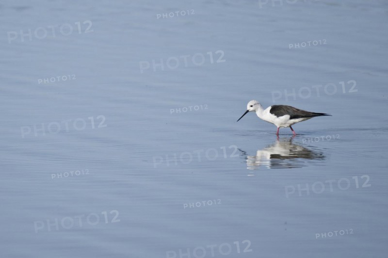 Black-winged Black-winged Stilt