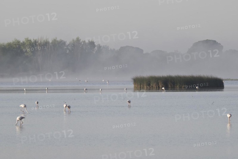 Greater flamingos