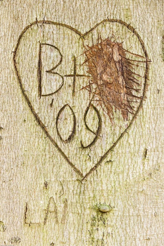 Carving in tree bark