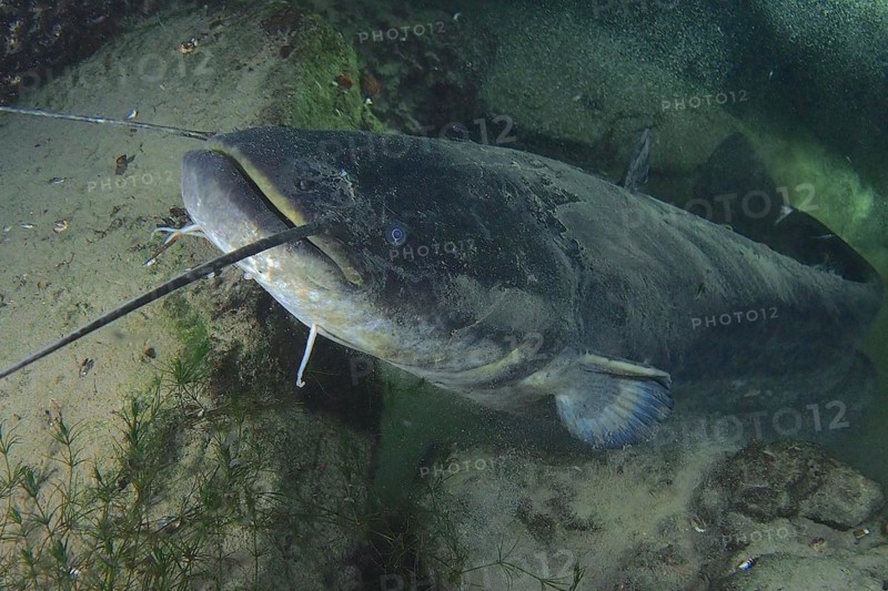 Close-up of catfish