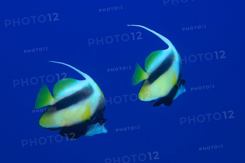 Pair of red sea bannerfish