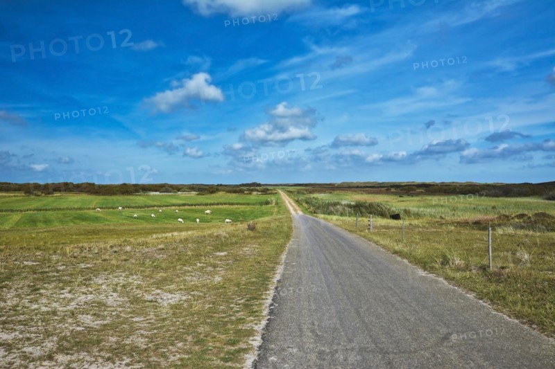 View on integral nature reserve on dutch island Texel with road leading through meadows and flock of sheep freely grazing in front of blue summer sky