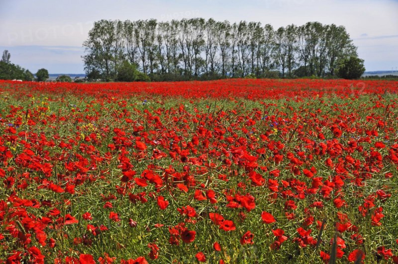 Blooming poppy flower