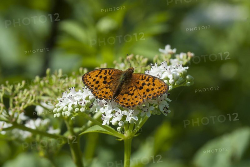 Silver-washed fritillary