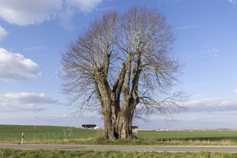 Old large-leaved linden