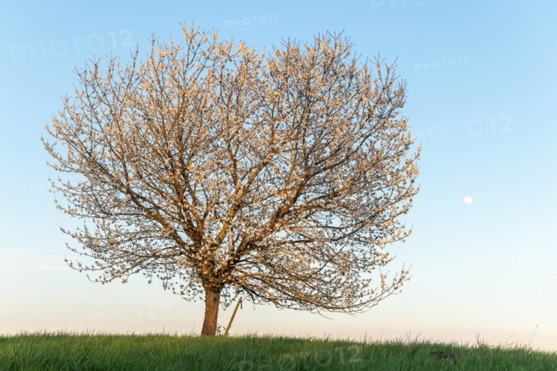 Apple tree in bloom in meadow at full moonrise at dusk. Alsace