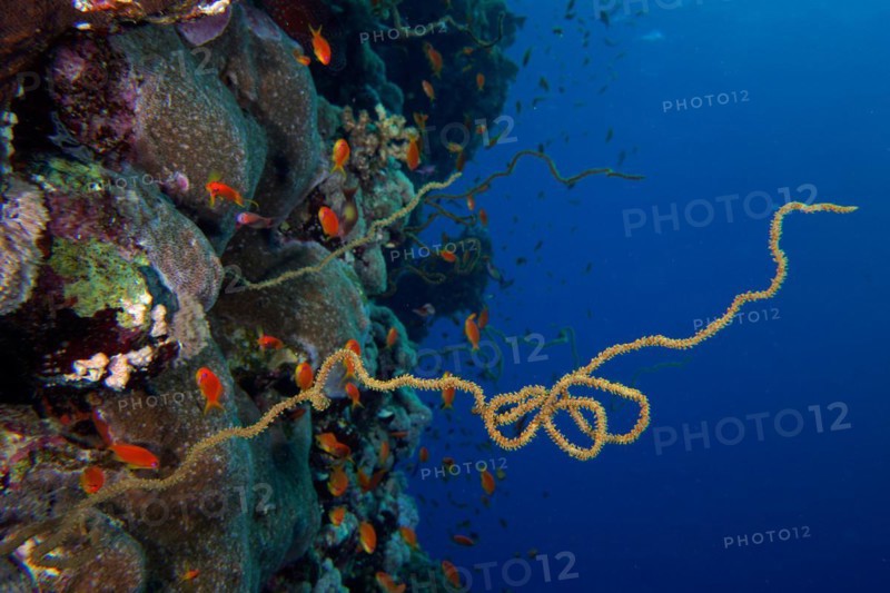 Twisted wire coral