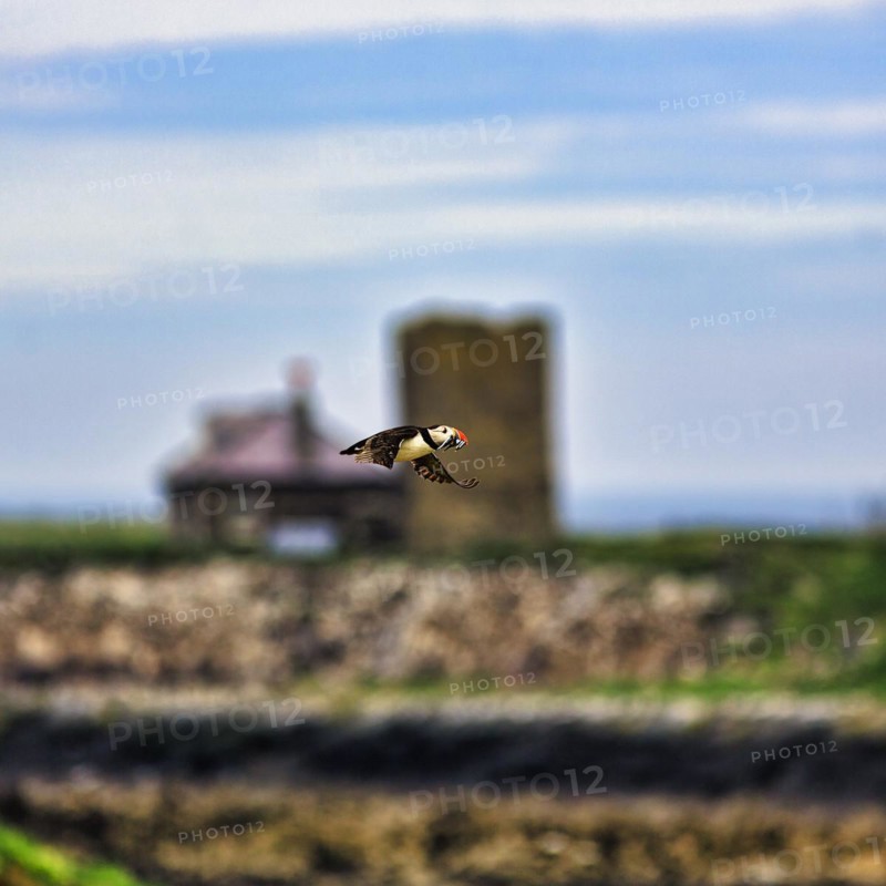 Puffin