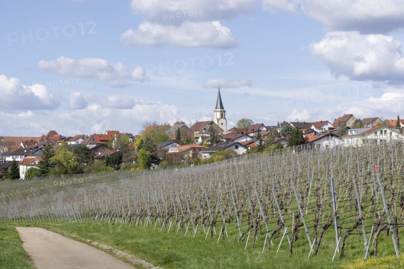 Village of Neckarwestheim with church tower