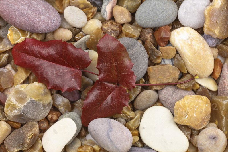 Common mahonia leaf on pebbles