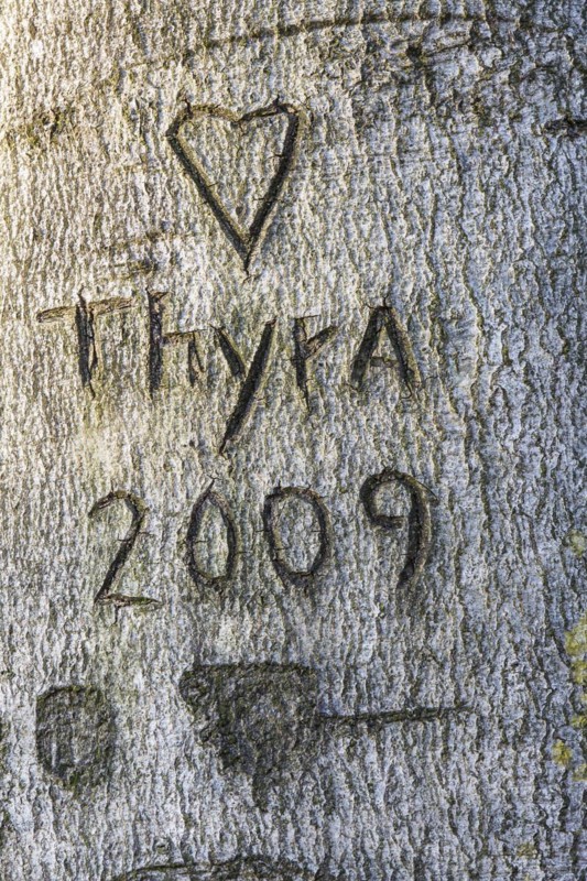 Carving in tree bark