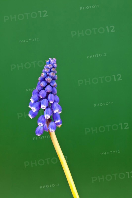 Grape hyacinth