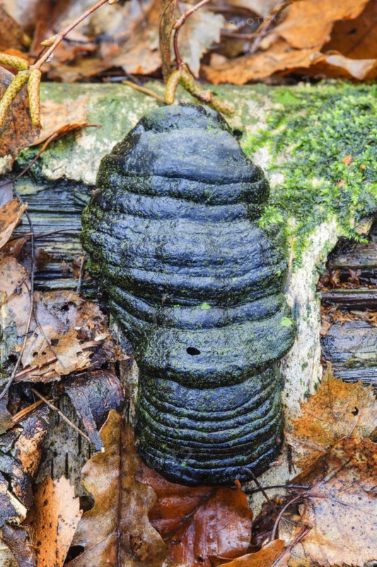 Tinder fungus