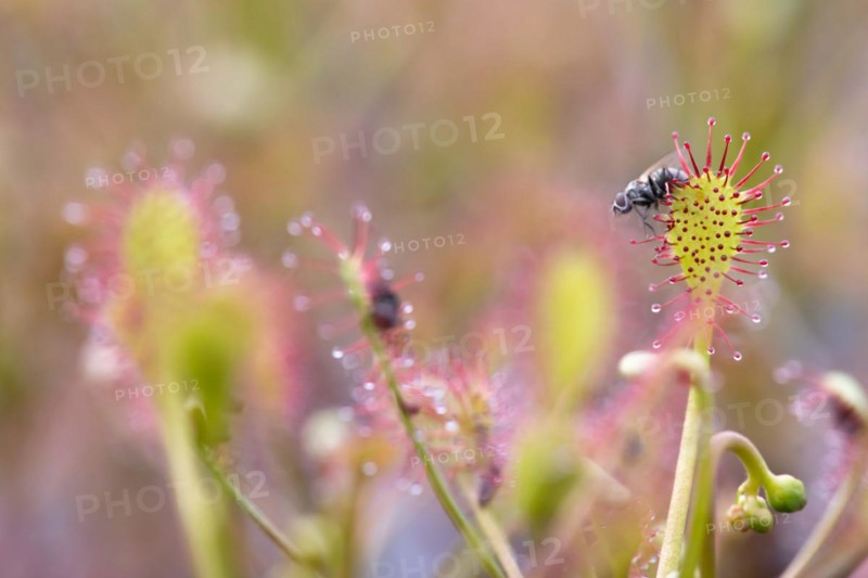 Oblong-leaved sundew