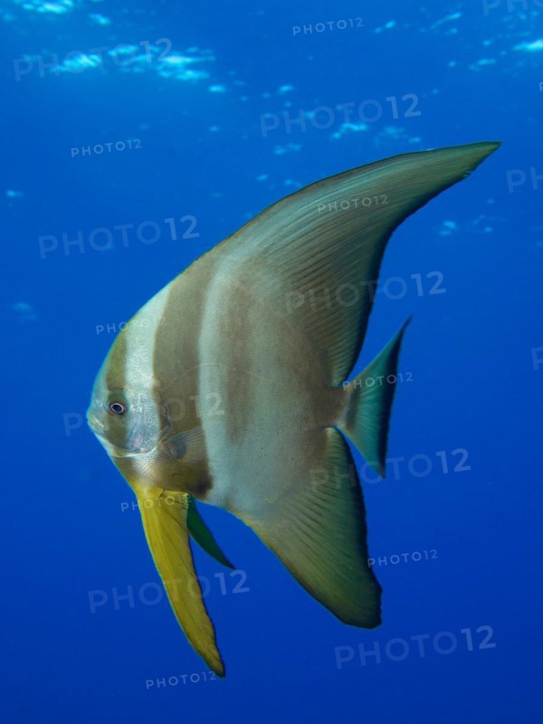Juvenile roundhead batfish