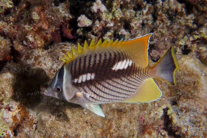 Night colouring of chevron butterflyfish
