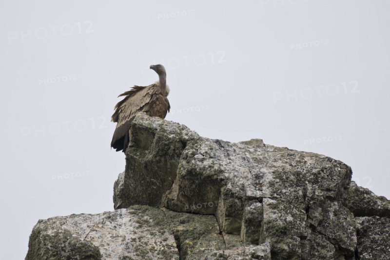 Griffon Vulture