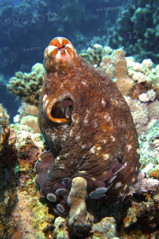 Great Blue Octopus