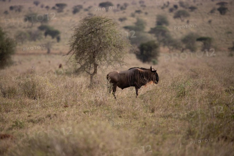 A single wildebeest