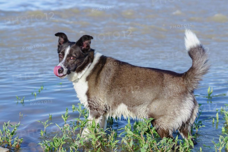 Close-up of a border collie dog's face with tongue out with a river with green leaves in the background