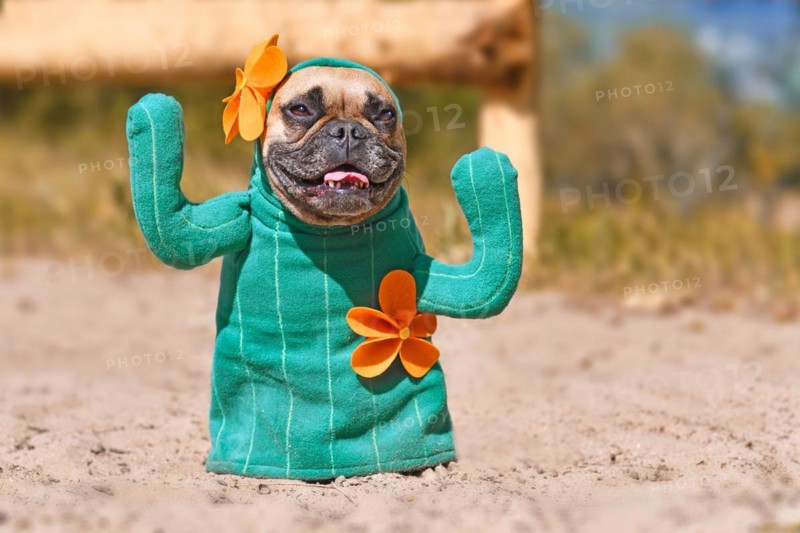 Funny French Bulldog dog dressed up with cactus costume with fake arms and orange flowers standing on sandy ground