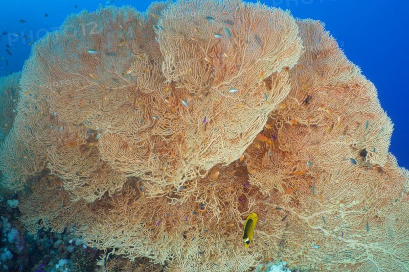 Giant sea fan