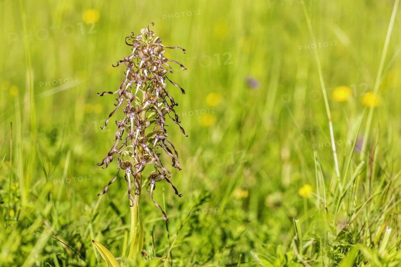 Lizard orchid