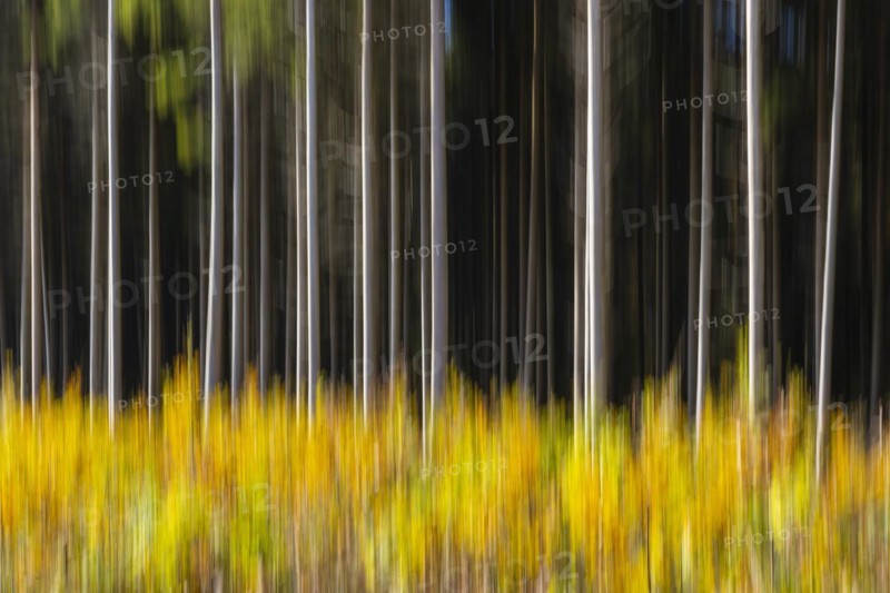 Spruce forest in the Swabian Alb in autumn