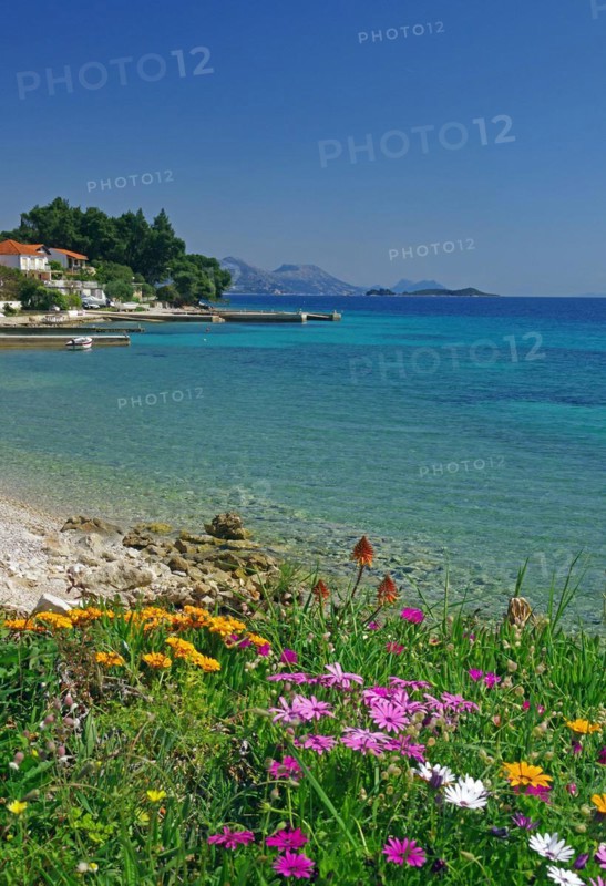 Spring flowers blooming on a shallow