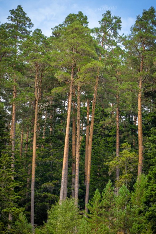 Enztalkiefer in the forest