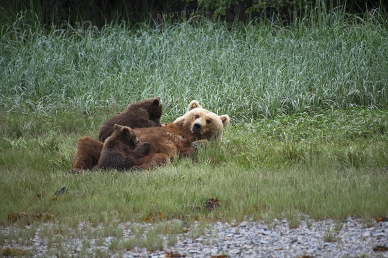 Mother bear suckling her two cubs