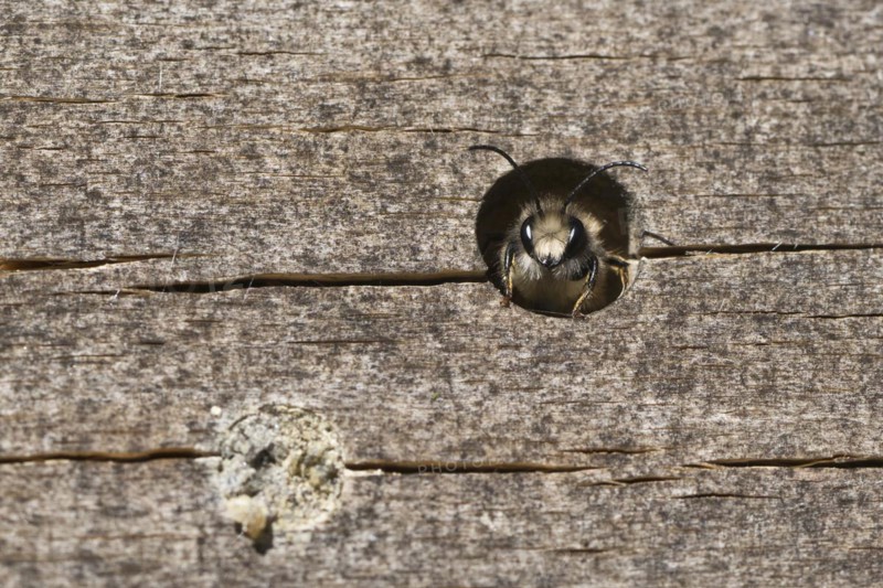 Rusty red mason bee
