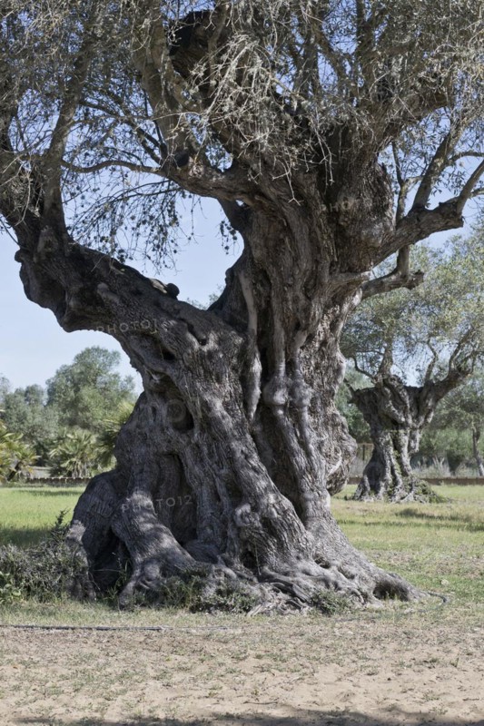 Old olive tree