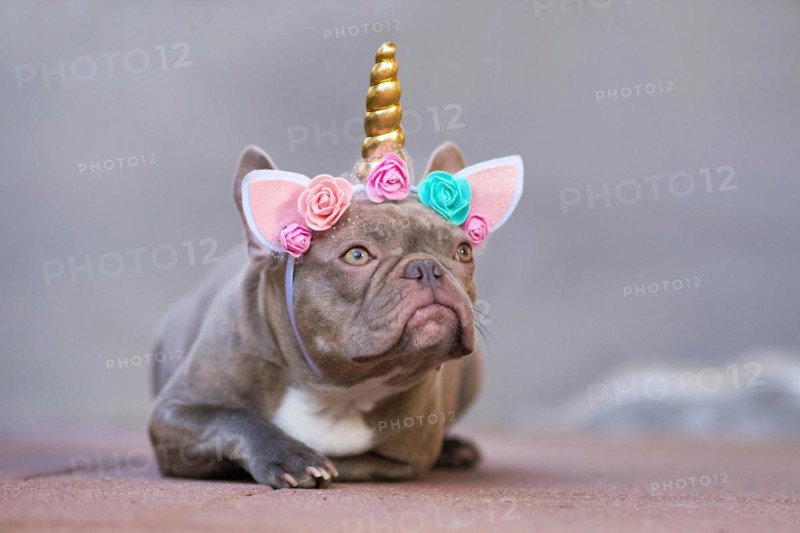 French Bulldog dog dressed up as unicorn wearing beautiful headband with pastel colored flowers and golden horn