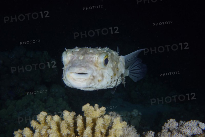 Portrait of spotbase burrfish