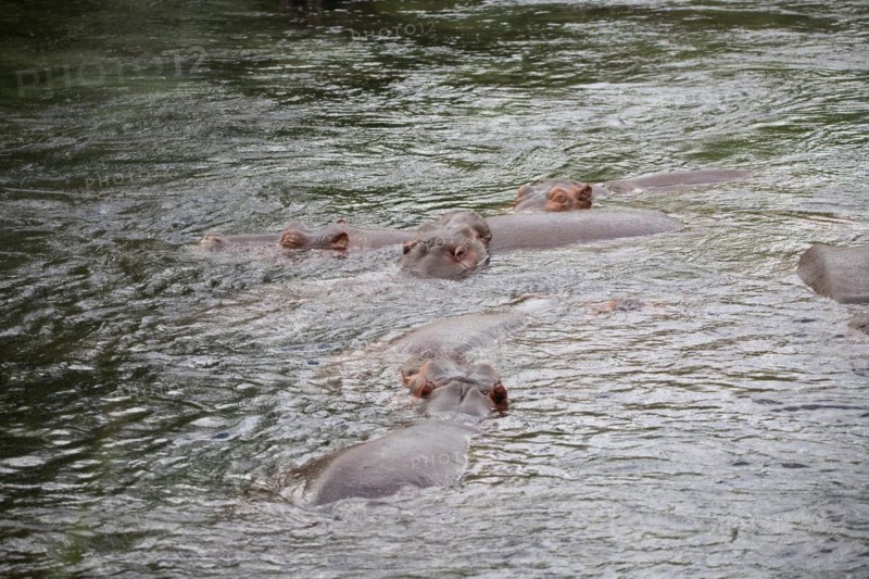 Niel horses chilling in the sunshine in a river in Tsavo East National Park in Kenya Africa