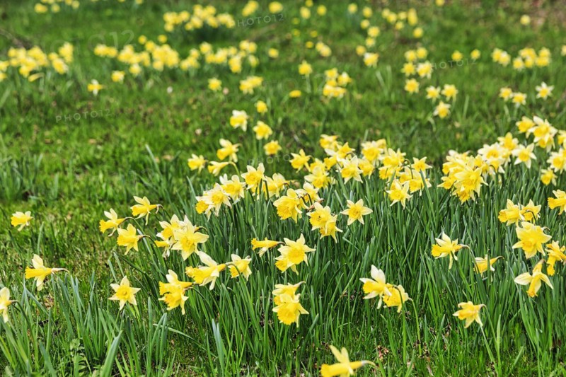 Daffodil meadow