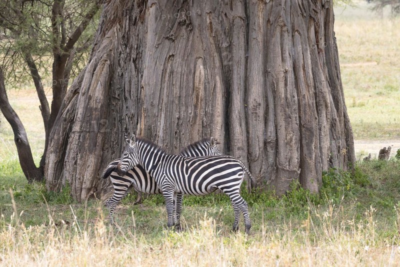 Plains zebra