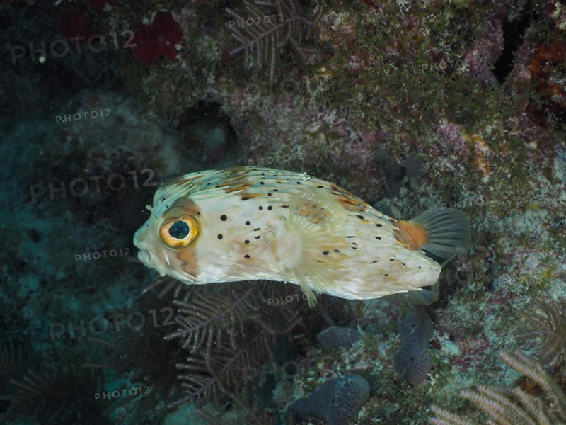 Long-spine porcupinefish
