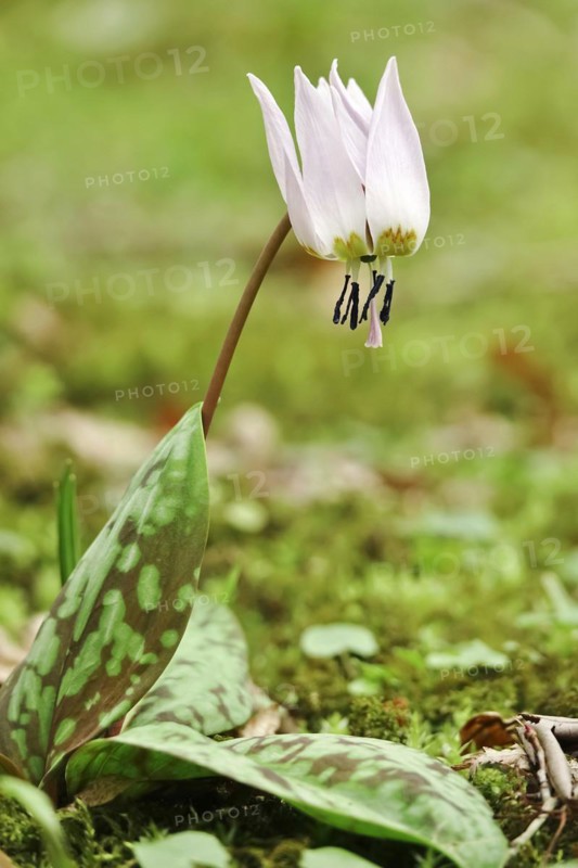 Dog's tooth violet