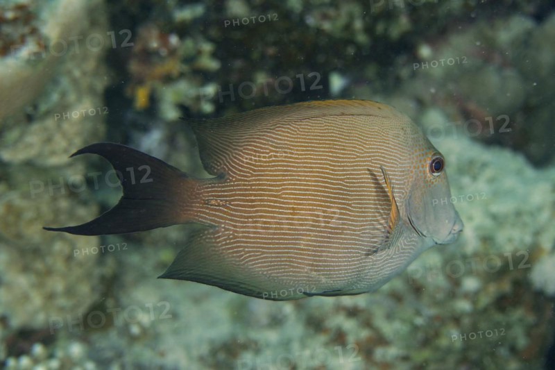 Pinstriped Bristletooth Diver