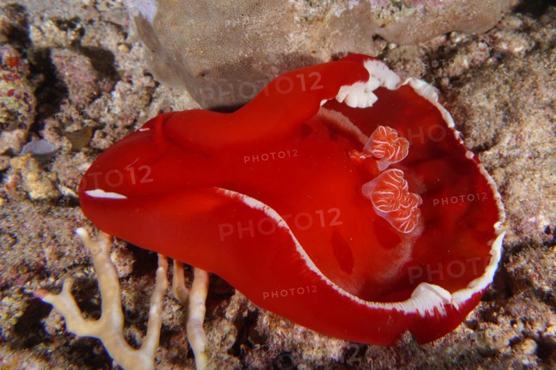 Spanish dancer