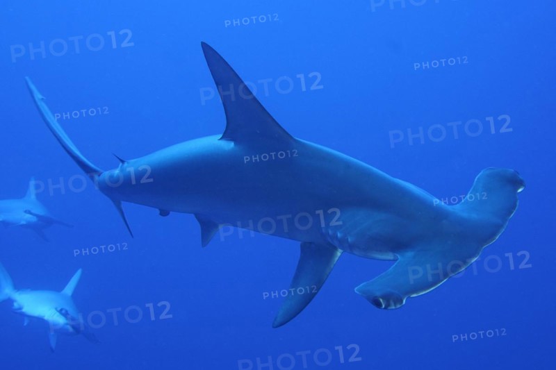 Scalloped hammerhead