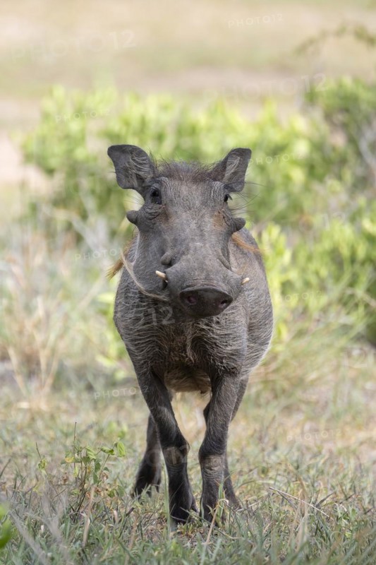Common warthog