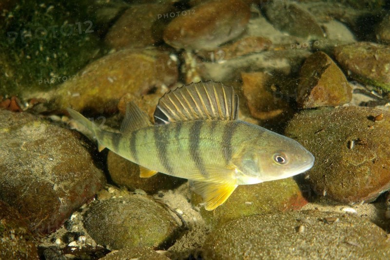 European perch