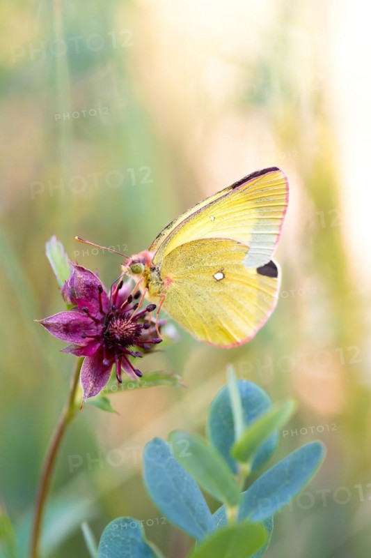 Palaeno sulphur
